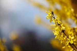 la floreciente rama de forsythia con flores amarillas brillantes, una macro de primer plano es horizontal. forsitia familia de las oleáceas. copie el espacio foto