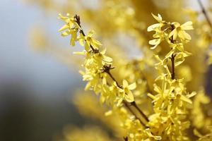 la floreciente rama de forsythia con flores amarillas brillantes, una macro de primer plano es horizontal. forsitia familia de las oleáceas. copie el espacio foto