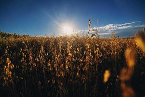 wheat field at Sunset or sunrise on blue sky background, shallow depth of field, Ukraine, Ears of wheat close up photo