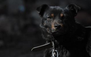 black mongrel dog chained to a chain in living conditions near her booth and food bowls looking in camera. Yard young dog on a chain. Natural rural scene. photo