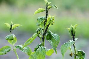 Damaged blackcurrant leaves from a harmful insects aphids stock footage video photo