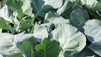 White fresh cabbage Aggressor grows in the beds. Close-up shot. Cabbage with spreading leaves ripens in the garden. Cultivation of cabbage. Cabbage hybrid for fresh use. video
