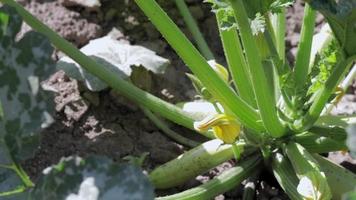 Zucchini-Pflanze mit vielen Früchten in einem Gemüsegarten. frische grüne Zucchini wächst im Garten zwischen den Blättern. Bio-Gemüse auf dem Bauernhof. das Konzept des Anbaus und der Pflege der Landwirtschaft. video