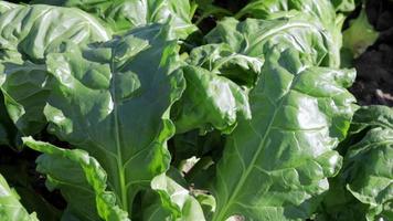 verde le foglie di barbabietole su il letti nel il verdura giardino. molte di giovane barbabietole nel il giardino. in crescita fresco biologico verdure. buryak è il nome di barbabietole. video