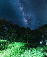 Night scene milky way background,Trees Against Sky At Night photo