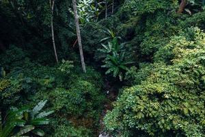 Waterfall in tropical forest,waterfall in jungle photo