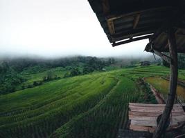 Green Rice field on terraced and farm hut photo