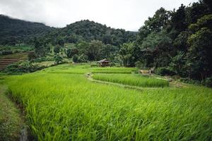 Green Rice field on terraced and farm hut photo