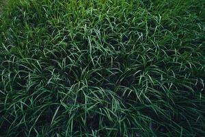 campo de arroz verde en terrazas y cabañas de granja foto