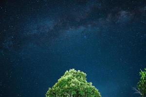 Night scene milky way background,Trees Against Sky At Night photo