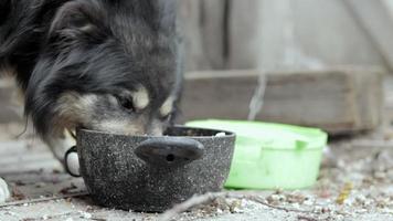 A hungry big dog on a chain near the barn eats food from a bowl. View from the bottom. Muzzle close-up. Close portrait of a guard dog on a chain. Sunny day outdoors. video