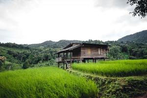 campo de arroz verde en terrazas y cabañas de granja foto