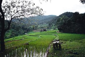 Green Rice field on terraced and farm hut photo