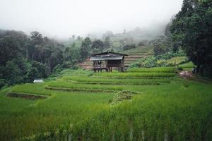 Green Rice field on terraced and farm hut photo