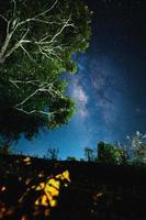 Night scene milky way background,Trees Against Sky At Night photo