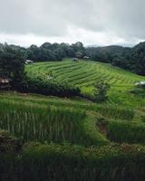 Green Rice field on terraced and farm hut photo