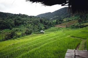 Green Rice field on terraced and farm hut photo