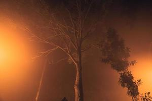 fog at night road and orange trees photo
