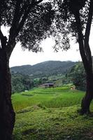 campo de arroz verde en terrazas y cabañas de granja foto