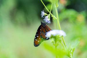 alimentacion mariposa monarca foto