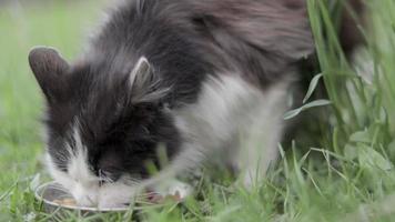 um gato de rua come comida semelhante de uma tigela de metal no chão na grama, ao ar livre. o conceito de animais selvagens vadios que vivem nas ruas. animais de estimação abandonados devido à guerra na ucrânia 2022. video