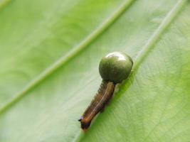 Green caterpillar on a leaf photo