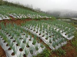 Leek plantations in the morning. Agriculture and farming. photo