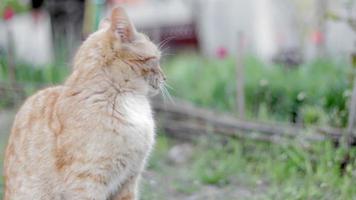 In summer, a red cat plays in the garden. A beautiful tabby cat playing with a small mouse in the street. Close. video