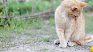 en été, un chat roux joue dans le jardin. un beau chat tigré jouant avec une petite souris dans la rue. proche. video