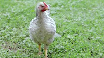 Funny Chicken Stock Video Footage for Free Download Funny Chicken Stock Video Footage for Free Download