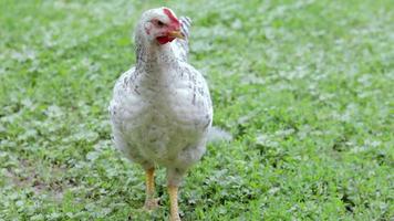 kippen op de boerderij, pluimveeconcept. witte losse kip buitenshuis. grappige vogel op een bio-boerderij. gedomesticeerde vogels op een boerderij met vrije uitloop. kippen fokken. in de tuin lopen. agrarische industrie. video