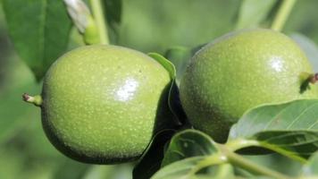 Green young walnuts grow on a tree. Variety Kocherzhenko close-up. The walnut tree grows waiting to be harvested. Green leaves background. Nut fruits on a tree branch in the yellow rays of the sun. video