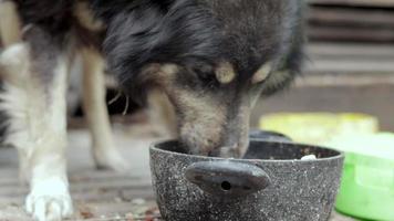 en hungrig stor hund på en kedja nära de ladugård äter mat från en skål. se från de botten. munkorg närbild. stänga porträtt av en vakt hund på en kedja. solig dag utomhus. video