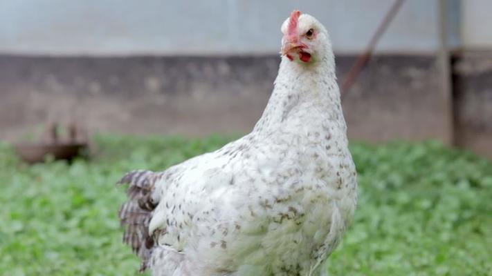 Chickens on the farm, poultry concept. White loose chicken outdoors. Funny  bird on a bio farm. Domestic birds on a free range farm. Breeding chickens.  Walk in the yard. Agricultural industry. 11112235