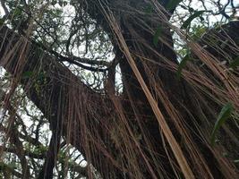 raíces colgantes de un gran árbol en el jardín botánico. bueno para usar en algo relacionado con la naturaleza, el bosque, la botánica, la vegetación, el medio ambiente foto