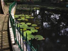 Fish pond with lotus plant. This photo is good for use on anything related to nature, ecosystem, aquatic