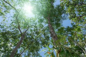 Bottom view of tree with green leaves in tropical forest with sun light. Fresh environment in park. Green tree give oxygen in summer garden. Environmental conservation. Ecology concept. Save the earth photo