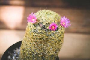 cactus in pot with flower. home plant decoration concept. photo