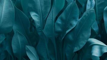 el fondo de verde y el tinte de color de las hojas de otoño son perfectos, primer plano textura de hoja verde abstracta fondo tinte de hojas tropicales. foto