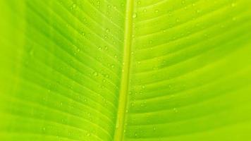 Close-up of green banana leaf background with details of a leaf-covered in water droplets. Macro vibrant plant nature organic. Abstract green leaf light. photo