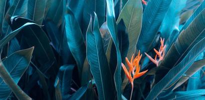 Orange flower on light and dark tropical leaf nature background.paint dye of leaves and nature background photo