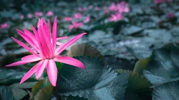 primer plano hermosa flor de loto rosa en el estanque. lirio de fondo de flor de loto rosa flotando en el agua foto