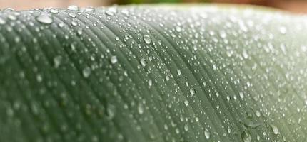 Close-up of raindrops on banana leaf background in rainy season. Macro, plant, nature, organic.Abstract green leaf photo