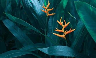 flor de naranja sobre fondo de naturaleza de hoja tropical claro y oscuro. tinte de pintura de hojas y fondo de naturaleza foto