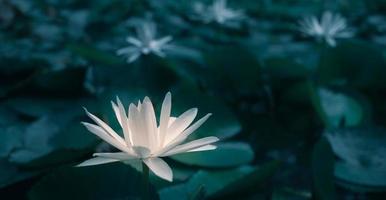 Close-up beautiful white lotus flower in pond.White Lotus Flower background Lily Floating on The Water photo