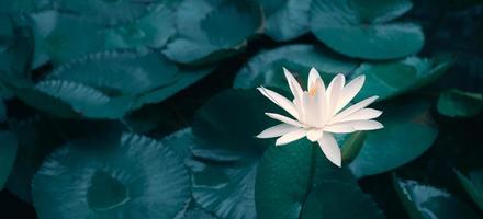 Close-up beautiful white lotus flower in pond.White Lotus Flower background Lily Floating on The Water photo