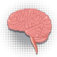 vector de cerebro humano aislado