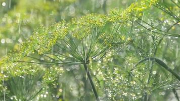 regndroppar på blomställningen av dill, slow motion video