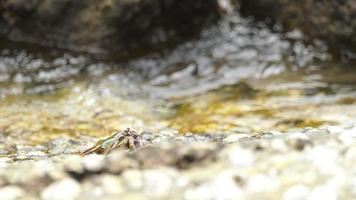 krabben op de rots op het strand, rollende golven, close-up video