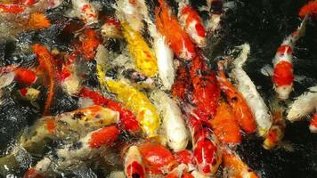 koi en estanque de peces. koi nishikigoi, son una forma coloreada de carpa amur video